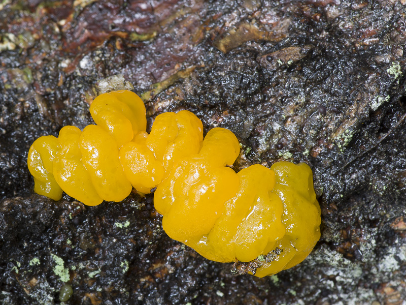 Dacrymyces chrysospermus